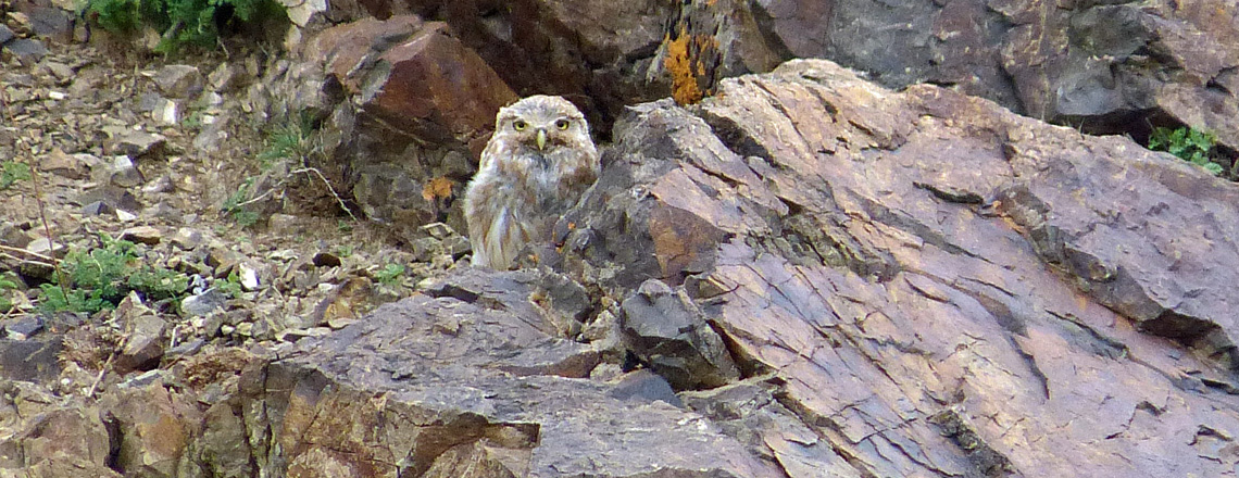 Хотны бүгээхэй